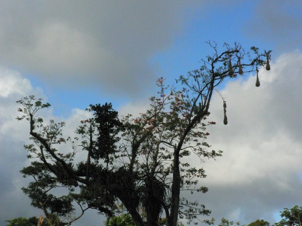 23- Des nids d'oiseaux particuliers 
